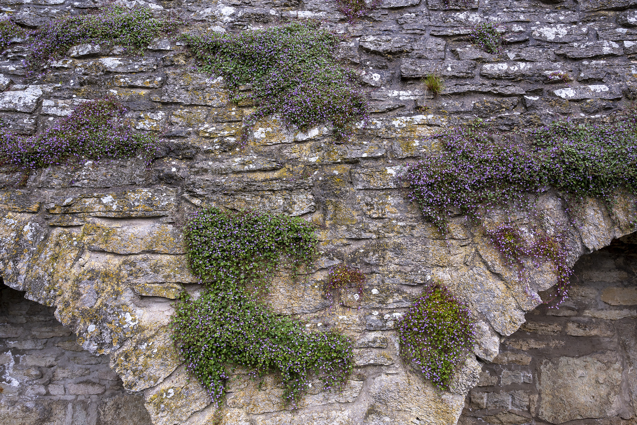 Detalje af bymuren, Visby